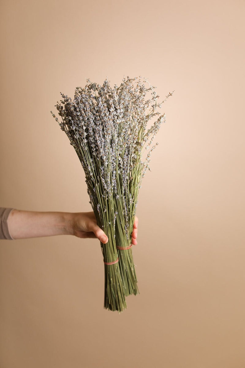 Dried White Daisies / Dried Rodanthe Natural / Rustic Home Decor / Rustic  Wedding Decoration