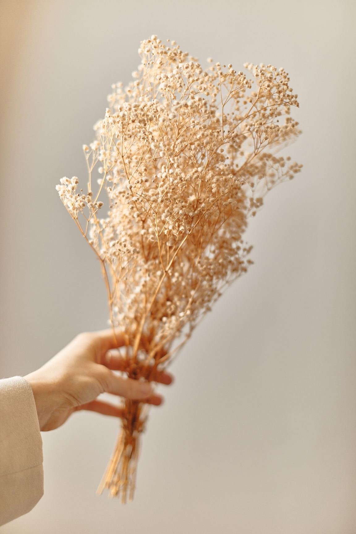 Preserved Baby's Breath Flowers | 50stems (Bulk Bundle) | Off-White, Cream  Marketplace Dried Florals by undefined