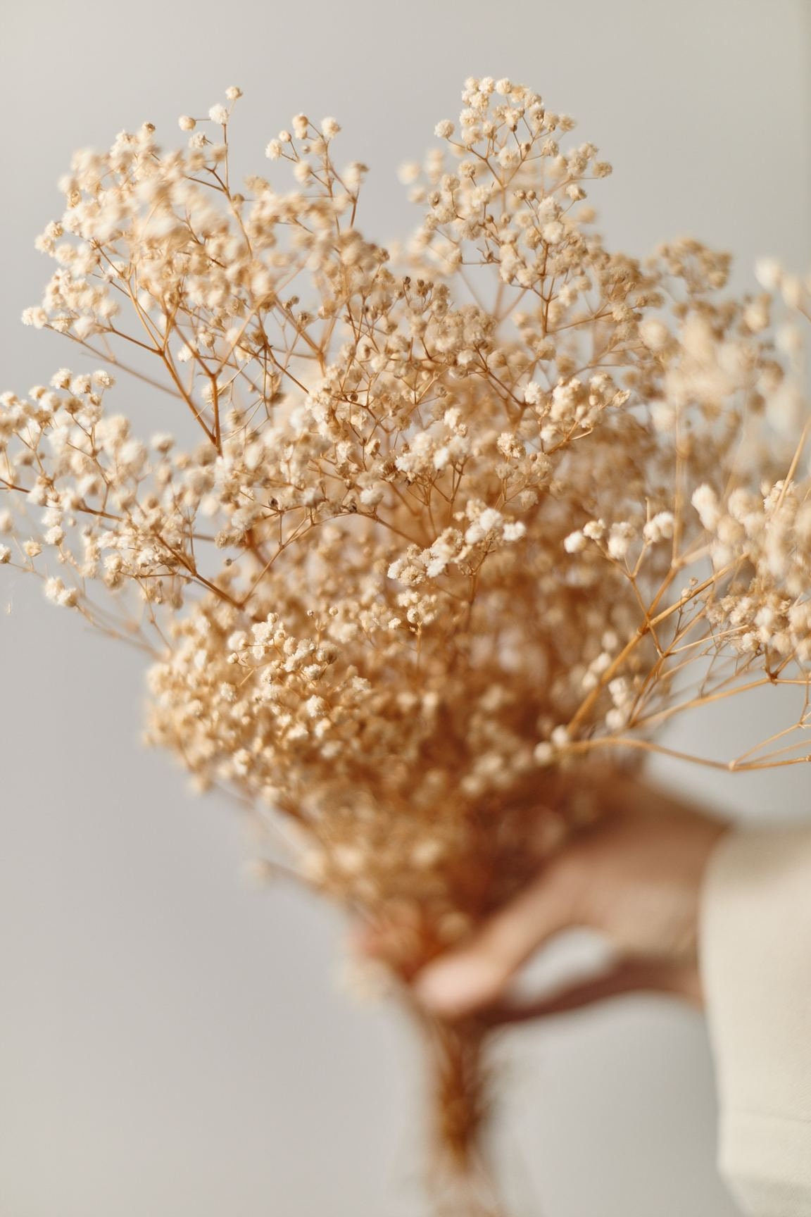 Dried Babys Breath dried Gypsophila Natural Brown Color 