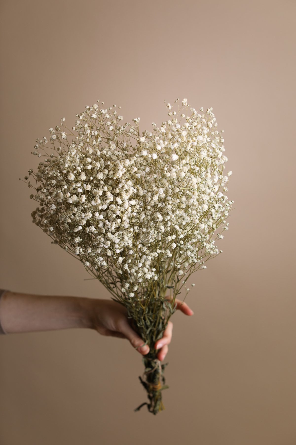 Preserved White Dried Gypsophila - Baby's Breath Flowers – Hidden  Botanics Dried Flowers Wholesale