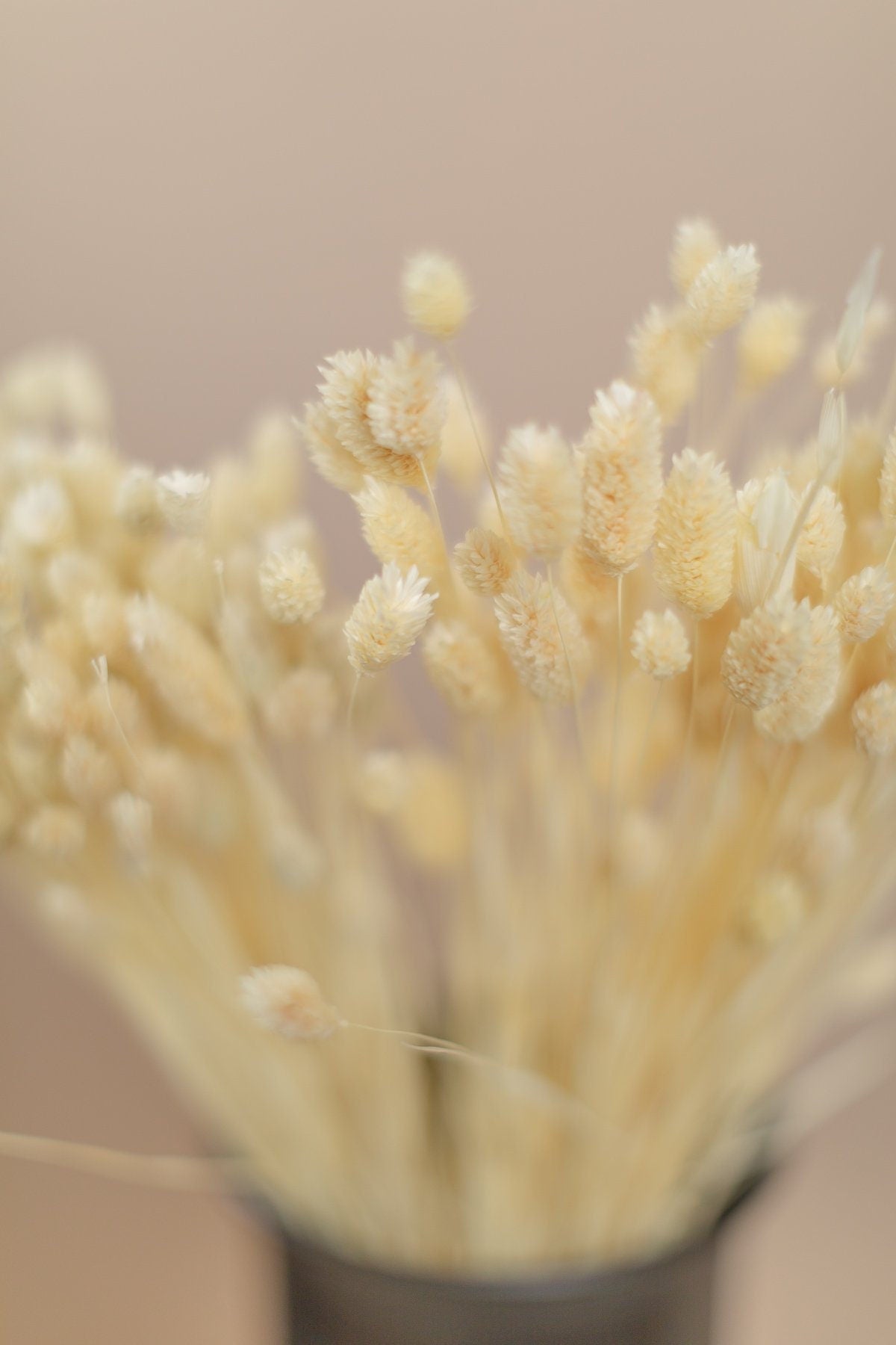 Dried White Phalaris Grass – Clothe Boutique