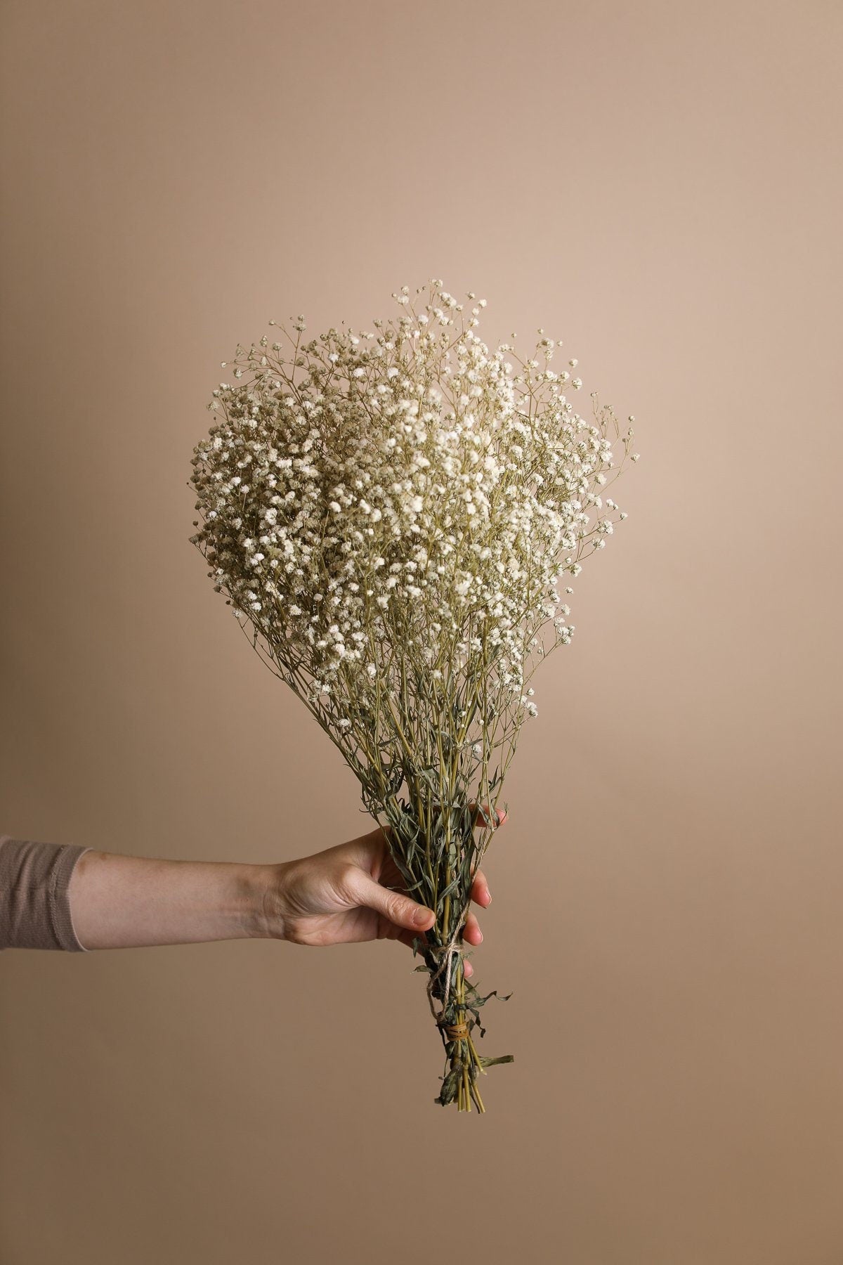Wholesale Natural Preserved Dry Gypsophila Plants Dried Flowers Baby′ S  Breath for Wedding Home Decor - China Preserved Babysbreath and Preserved  Gypsophila price